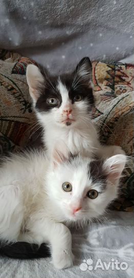 Красивые котята в дар