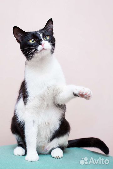 Приятно познакомиться - я кошка Куся