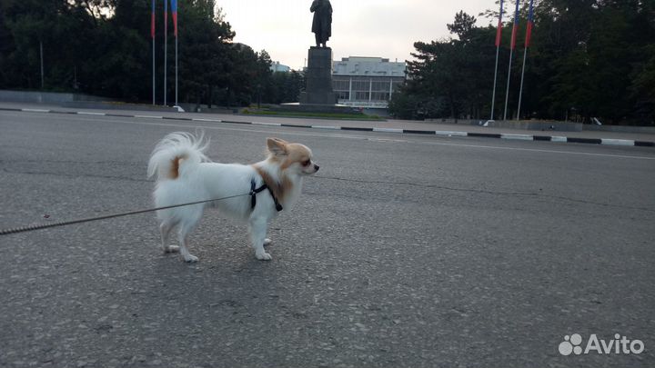 Чихуахуа вязка