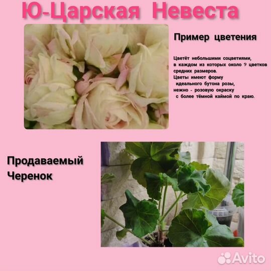 Пеларгония герань