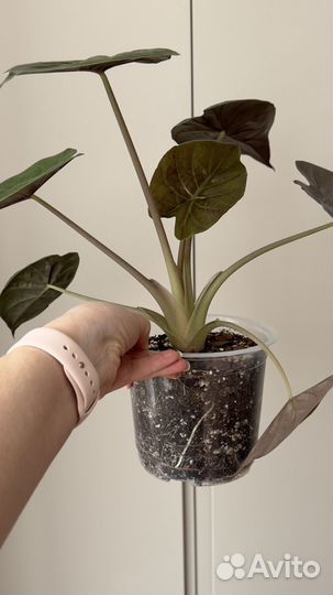 Алоказия Венти