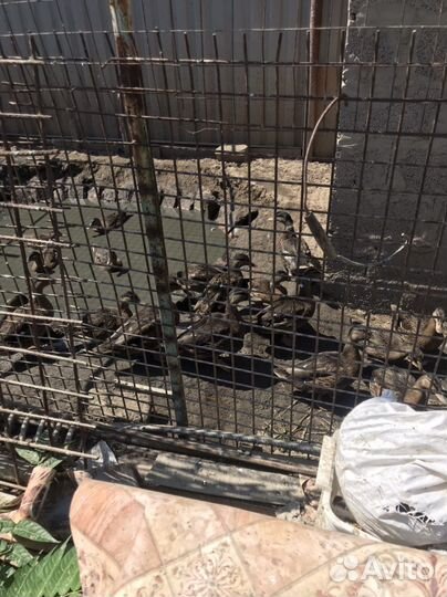 Подсадные живые утки