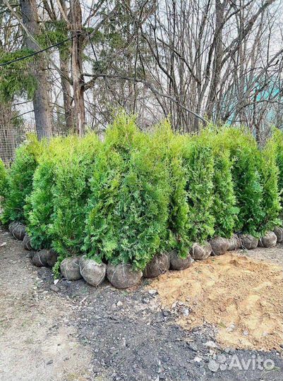 Туя смарагд с доставкой