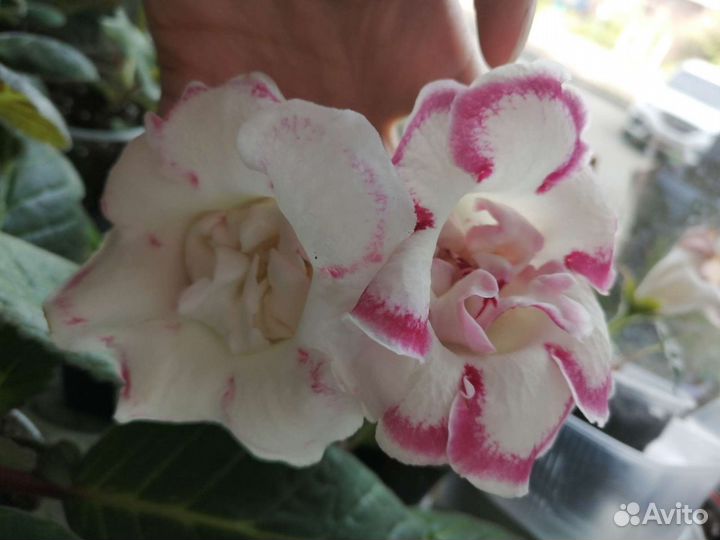 Семена глоксиний