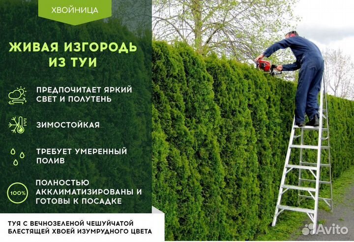 Туя Брабант 1,5 м