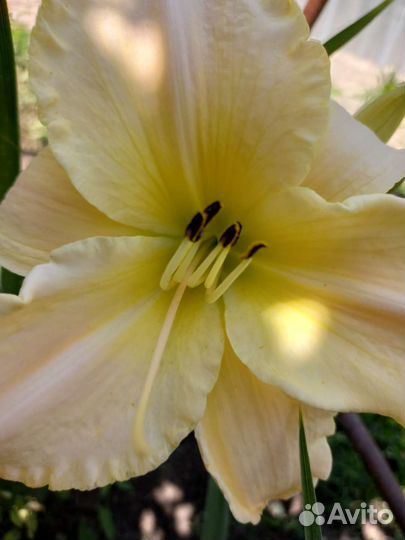 Лилейники сортовые