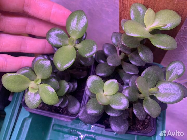 Крассула толстянка денежное дерево