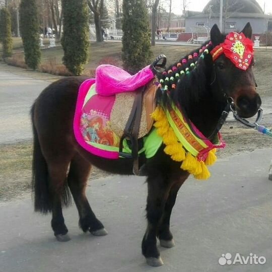 Пони на праздники. Любой район г. Твери и область