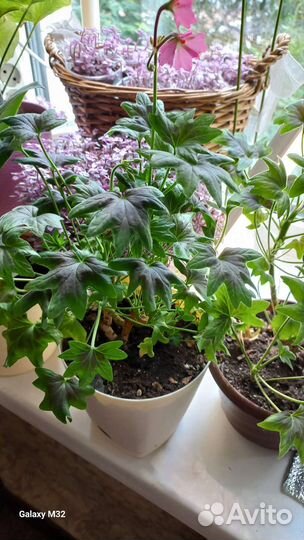 Герань (пеларгония) Fallen Angel звездчатая