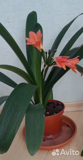 Комнатное домашнее растение Кливия