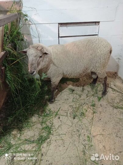 Баран на племя