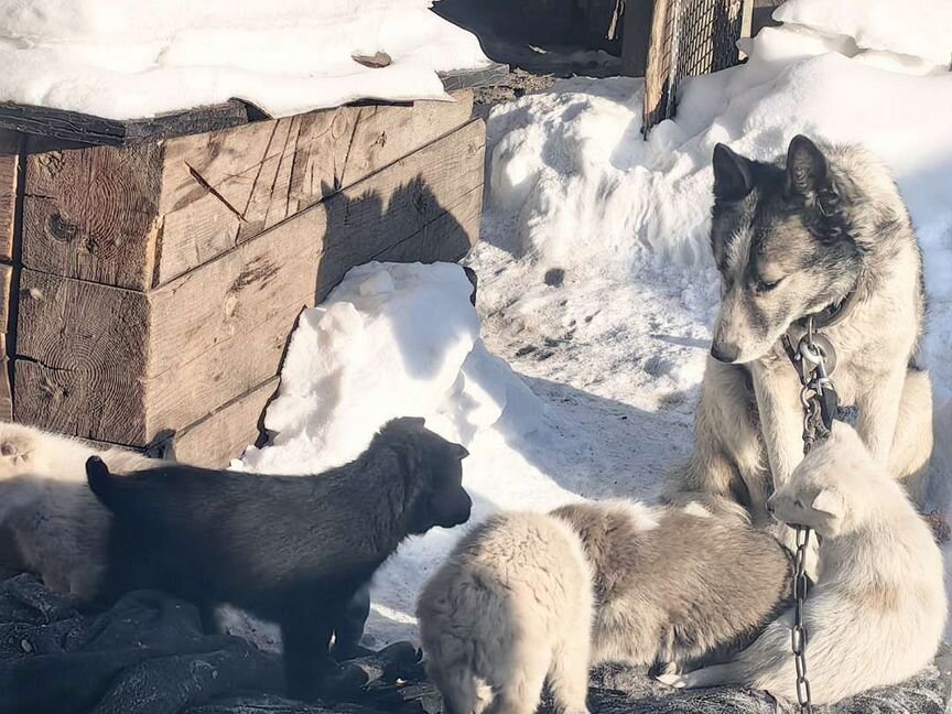 Щенки хаски алабай