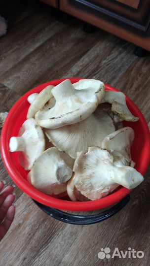 Грибы грузди свежие