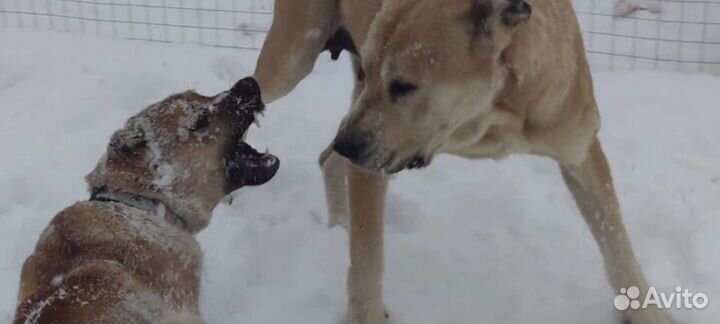 Кавказский волкодав