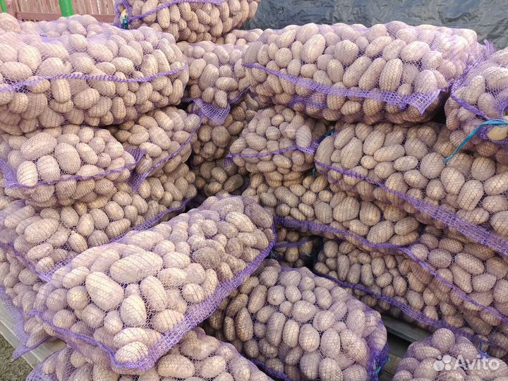 Картофель урожай 2023