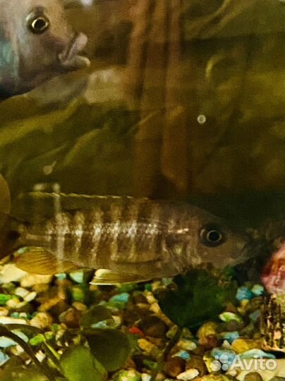 Малавийские цихлиды