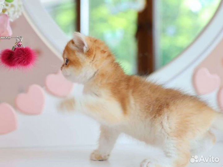 Британская золотая шиншилла ny 12