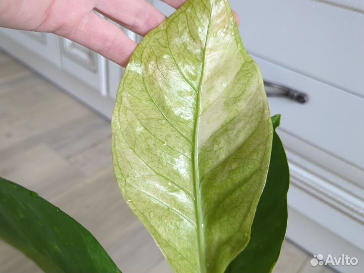 Антуриум декоративно лиственный