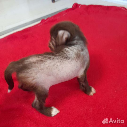 Китайская хохлатая