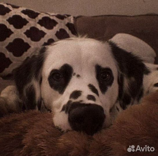 Выгул собак