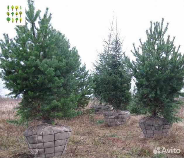 Крупномер ели оптс гарантией