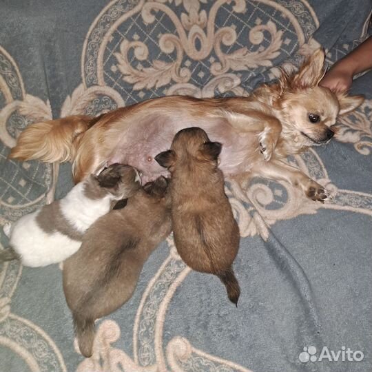 Чихуахуа девочки