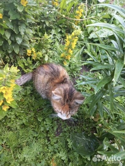 Котята в добрые руки даром