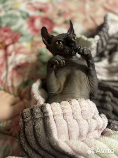 Канадский сфинкс эльф