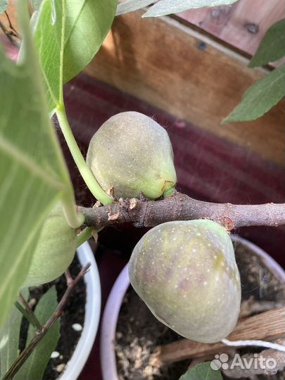 Инжир деревце