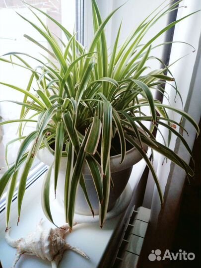 Хлорофитум