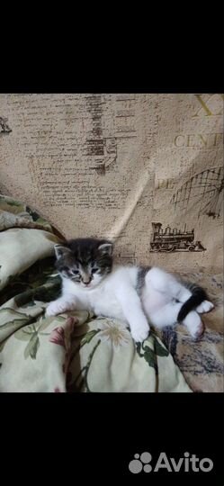 Отдам двух котят