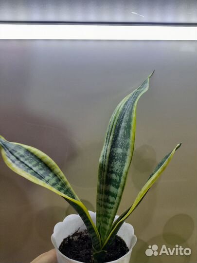 Сансевиерия лауренти компакта, ханни крео