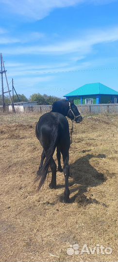 Лошадь жеребец