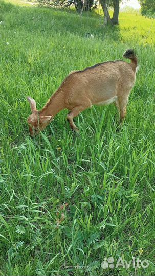 Козы дойные, козлята