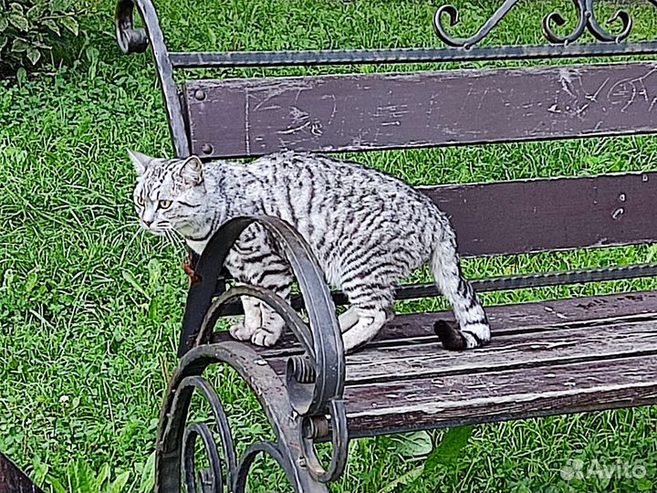 Британский Кот