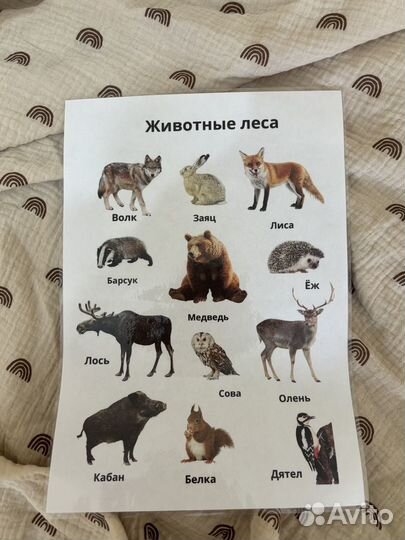 Развивающие карточки для детей