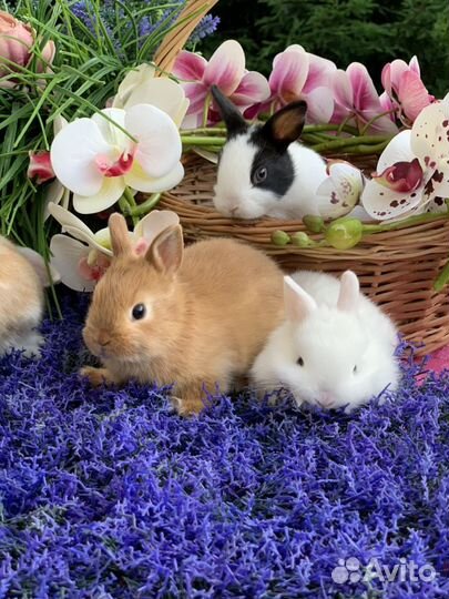 Кроликовые малыши