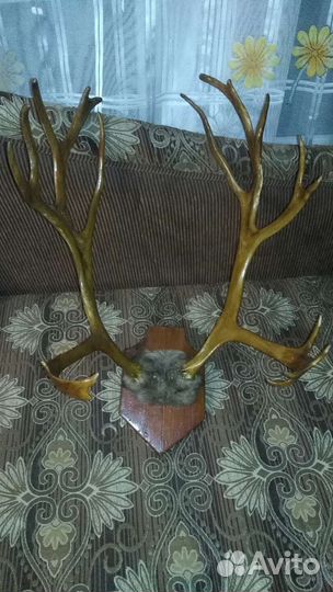 Рога оленя