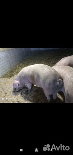 Свиноматки