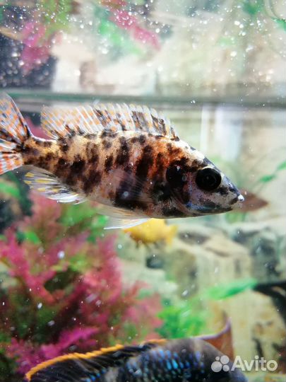 Продаются цихлиды