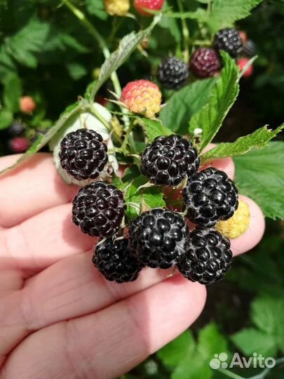 Саженцы малины