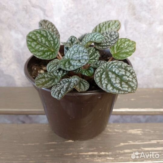 Пеперомия серебристо-серая вариегата,мендоза,бурбе