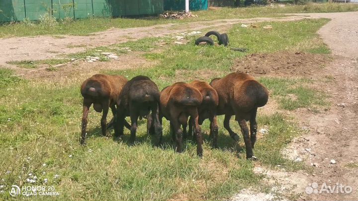 Гиссарские бараны (на племя )