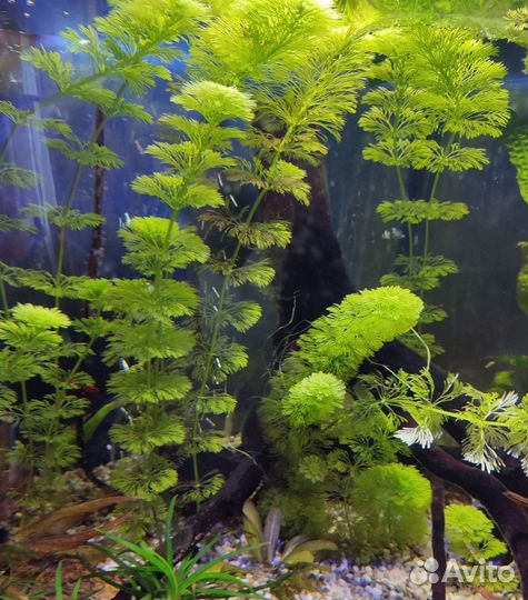 Растения для аквариума