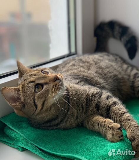 Милашка Настя в семью