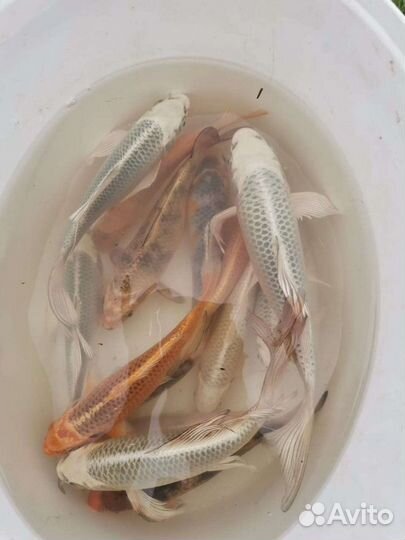 Японский цветной карп кои