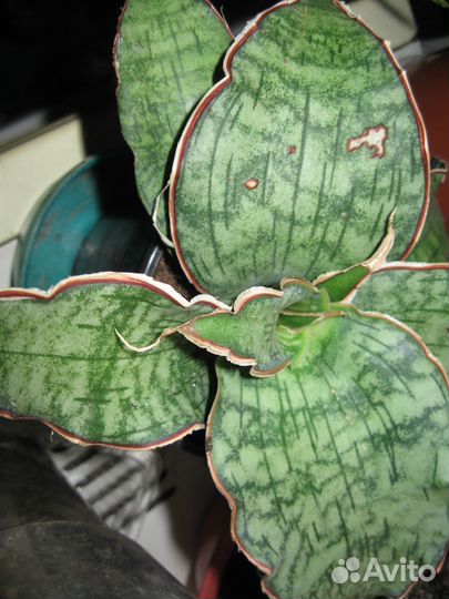 Сансевьера