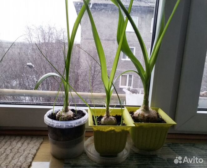 Индийский лук