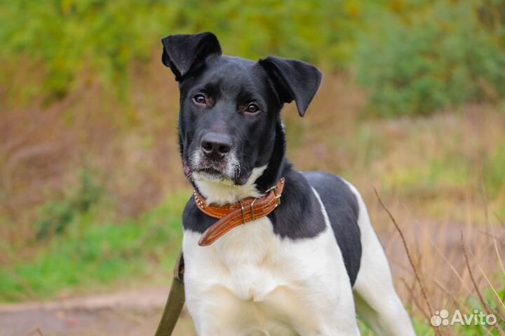 Путилкин в Добрые руки