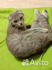 Шотландская вислоухая